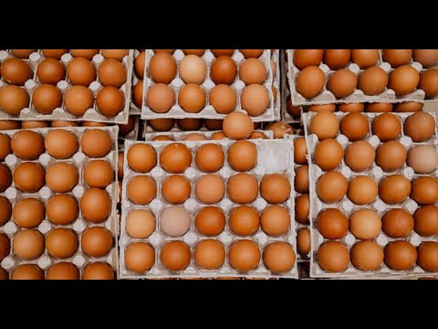 Видео: "ЖУМУРТКА АРЗАНДАП, ЧЫГЫМДЫ АКТАБАЙ КАЛДЫ" ТООК ЧАРБА ИШТЕТКЕН ФЕРМЕРЛЕР БИЙЛИККЕ КАЙРЫЛЫШТЫ