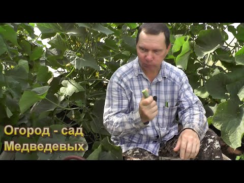 Видео: Огурцы  горчат, что сделать, чтобы это исправить