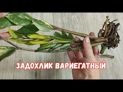 Видео: Реанимация Замиокулькаса вариегатного, даже слабый цветок оживет и нарастит мощные клубни и листья