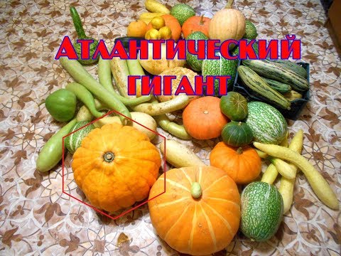 Видео: Тыква Атлантический гигант