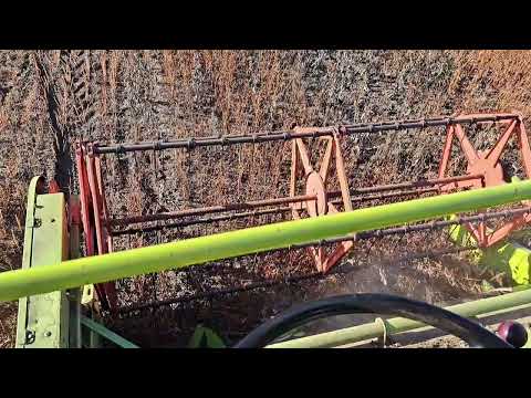 Видео: Молотьба гречки, прогнози на ціну. обробіток гречки та проблеми на полі)