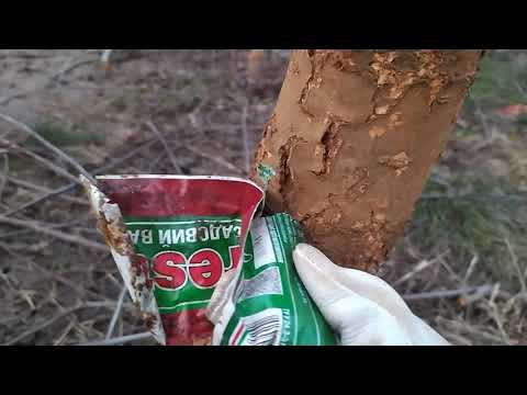 Видео: Как заставить плодоносить Сливу? Эксперимент.