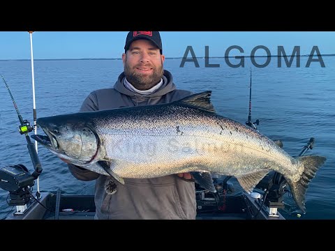 Видео: Лосось Algoma KING: озеро Мичиган, июль 2022 г.