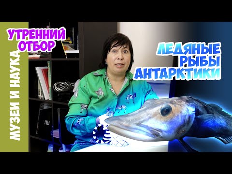 Видео: Самая большая в мире колония рыб! Наталья Носова