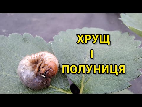 Видео: Хрущі нещадно нищать полуницю!