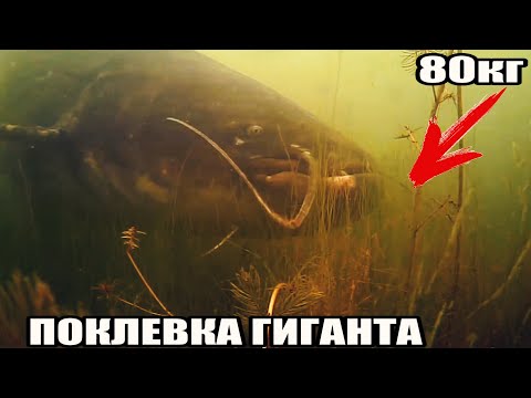 Видео: Рыбалка🎣 ЗРЕЛИЩНАЯ ПОКЛЕВКА ГИГАНТСКОГО СОМА весом 80кг, длиной 2м. Подводная съемка. Супер трофей.