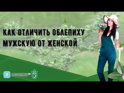 Видео: Как отличить облепиху мужскую от женской