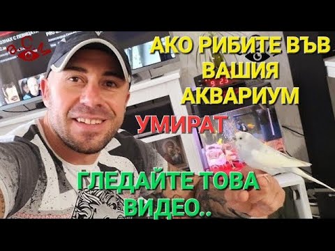 Видео: АКО РИБИТЕ ВЪВ ВАШИЯ АКВАРИУМ УМИРАТ ЧЕСТО ТРЯБВА ДА ВИДИТЕ ТОВА ВИДЕО   а.С.м