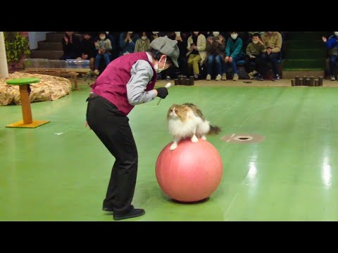 Видео: Удивительное шоу кошек в Nasu Animal Kingdom 🐈 Tochigi Japan (AM Performance)