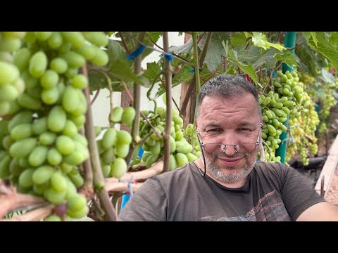 Видео: 27.07.2025 Беларусь, будни виноградаря.