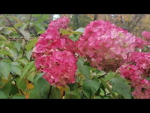 Видео: Гортензия метельчатая (Hydrangea paniculata) и ее сорта