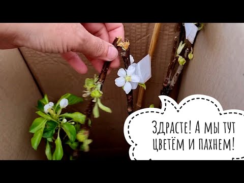 Видео: Распаковка саженцев плодовых деревьев из магазина "Подворье". Прислали дрова и некондицию