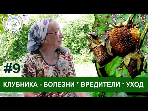 Видео: Болезни, вредители, уход за клубникой. Ответы на вопросы по выращиванию клубники #9