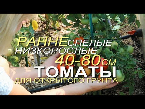 Видео: СЕМЬ РАННЕСПЕЛЫХ НИЗКОРОСЛЫХ ТОМАТОВ для открытого грунта! Советы от ЗЕЛЕНОГО ОГОРОДА!