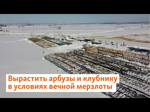 Видео: Вырастить арбузы и клубнику в условиях вечной мерзлоты | Сибирь.Реалии