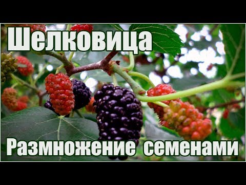 Видео: Шелковица morus - размножение семенами - стратификация и посадка
