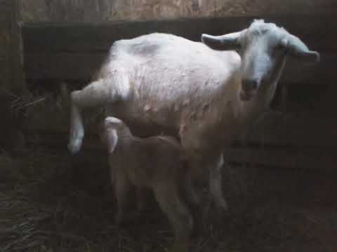 Видео: Когда можно пить козье молоко после окота?🐐