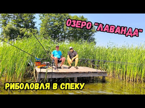 Видео: ЛОВИМО КОРОПА В ОЧЕРЕТІ НА ОЗЕРІ ЛАВАНДА