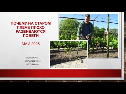 Видео: Почему на старом плече плохо развиваются побеги @Krasokhina