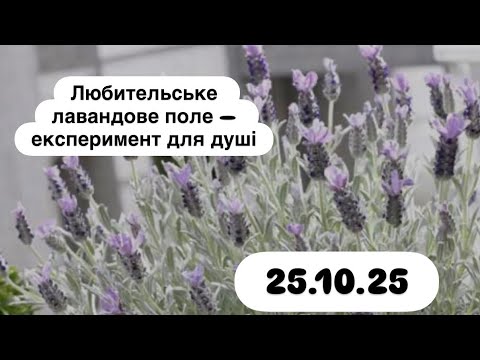 Видео: #село #город#лаванда#поле#Любительське лавандове поле — експеримент для душі