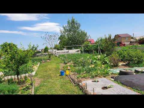 Видео: Обзор ОГОРОДА. Печали и радости этого года. 19 июня