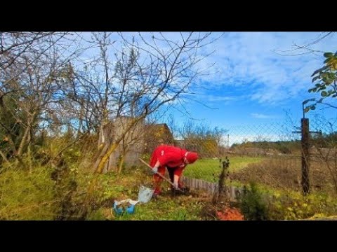 Видео: Жизнь в деревне Спасаю хризантемы пеку лепешки 