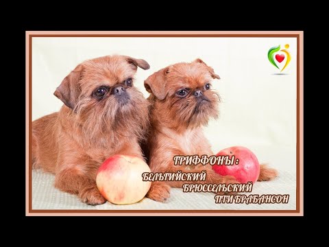 Видео: Выбираем породу. Гриффоны от А до Я