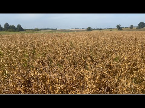 Видео: Соя аполло. Огляд на достигання, замір вологи.