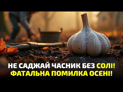 Видео: Сіль на грядці восени? Так! Подивись, що сталося з часником навесні!