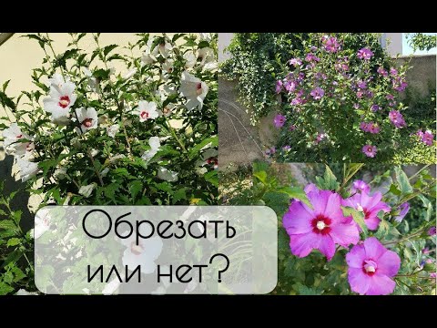 Видео: Обрезка гибискуса древовидного - моя логика. Нужна ли она вообще и для чего?