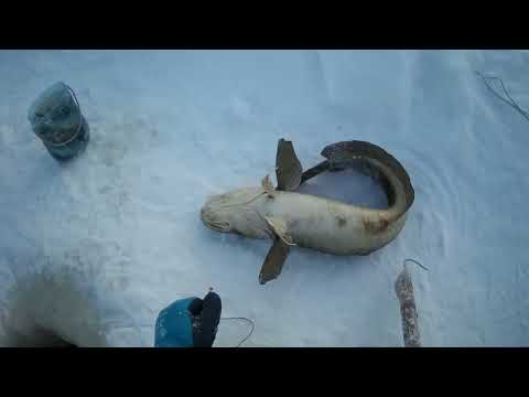 Видео: Проверка крючков на налима 25 01 2024