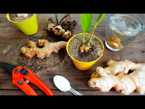 Видео: 👉Как посадить, вырастить ИМБИРЬ ДОМА и СОБИРАТЬ УРОЖАЙ (Спасение💚 сушеного ИМБИРЯ)