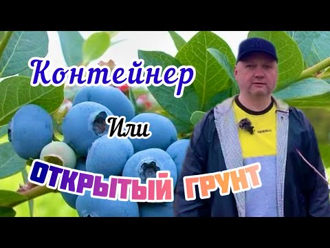 Видео: Посадка голубики.Два способа.