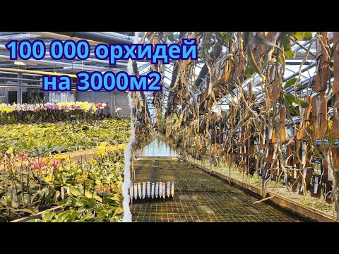 Видео: Орхидейная плантация с 98-летней историей в городе Шверте. Германия.