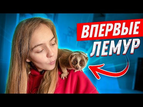 Видео: ВПЕРВЫЕ: ЛЕМУР ЛОРИ! ЭТО РАЗВЕ ОБЕЗЬЯНА?! //САМЫЙ МЕДЛЕННЫЙ ДЕНЬ