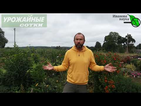 Видео: СНЫТЬ В САДУ И ОГОРОДЕ. Избавляемся наверняка, хоть она и СНЕДЬ.