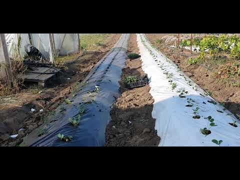 Видео: Белая или черная пленка. Грядки для клубники. Накидываем бугры.