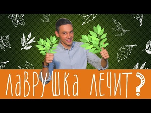 Видео: Лаврушка может лечить?