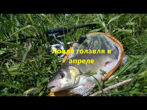 Видео: Ловля голавля в квітні / Chub fishing in April