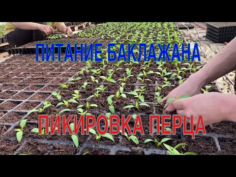 Видео: КАК кормить баклажан || КАК сделать короткие междоузлия на томате