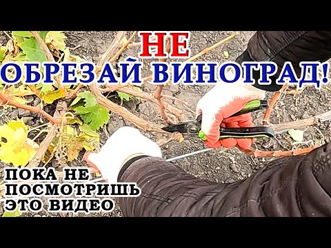 Видео: Как просто и главное правильно осенью обрезать виноград даже начинающему! Простая инструкция!