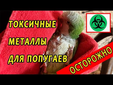 Видео: ОСТОРОЖНО! ЭТИ МЕТАЛЛЫ УБЬЮТ ВАШЕГО ПОПУГАЯ | ТОКСИЧНЫЕ И БЕЗОПАСНЫЕ КЛЕТКИ И ИГРУШКИ ДЛЯ ПОПУГАЕВ
