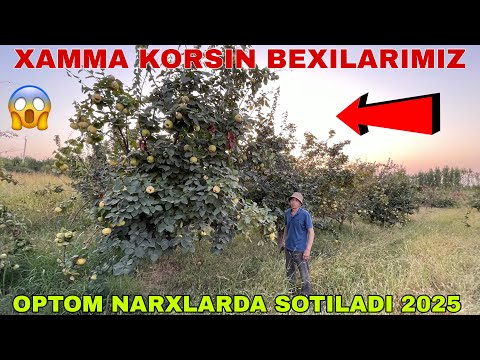 Видео: 13 СЕНТЯБР АНДИЖОНДА БЕХИ СОТИЛАДИ АРЗОН НАРХЛАРДА 2 ГЕКТАРГА ЕКИЛГАН ОПТОМ СОТИЛАДИ 2025