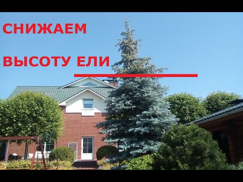 Видео: Снижение высоты ели: удаление верхушки и обрезка на конусовидную крону