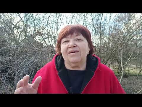 Видео: Обрезка черной малины кумберленд весной 1. Что нужно знать перед обрезкой о сроках, побегах, ошибках