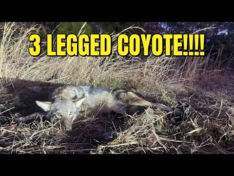 Видео: ЛОВЛЯ КОЙОТОВ С ПОМОЩЬЮ ПЛОСКИХ КОМПЛЕКТОВ!!!