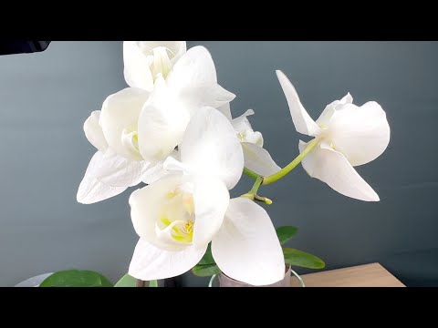 Видео: новые ОРХИДЕИ после пересадки / почему корни у орхидей после пересадки ПОГИБЛИ и завелись насекомые