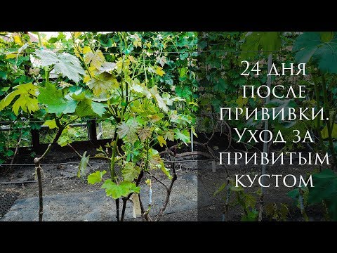 Видео: 24 дня после прививки. Уход за привитым кустом