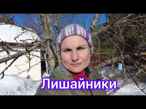 Видео: Лишайники на деревьях - вред или польза