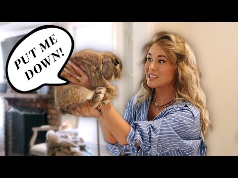 Видео: Как держать кролика (который не любит, когда его берут на руки)